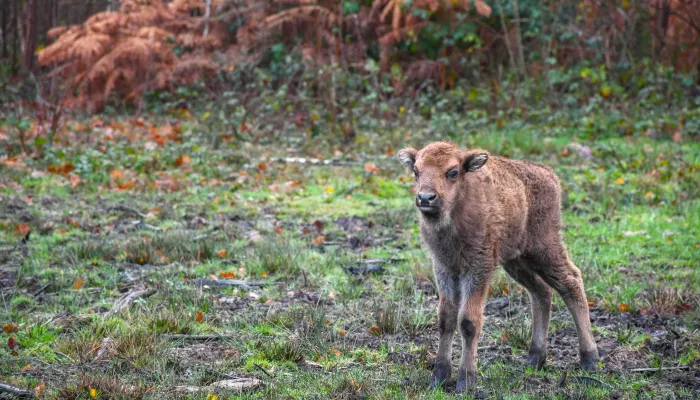 Bison calf by Tim Horton