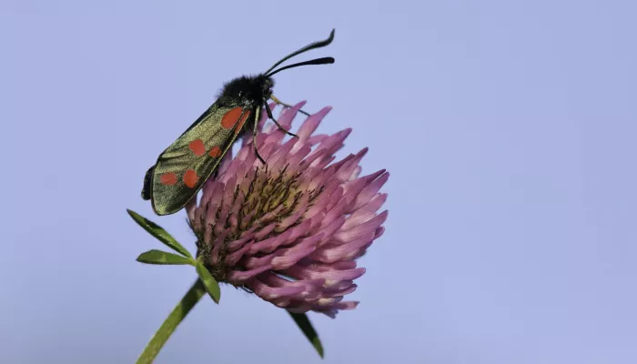 Burnet moth