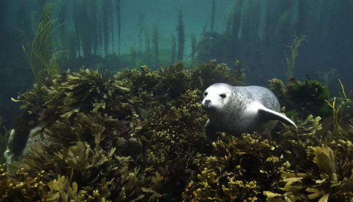 Grey seal pup