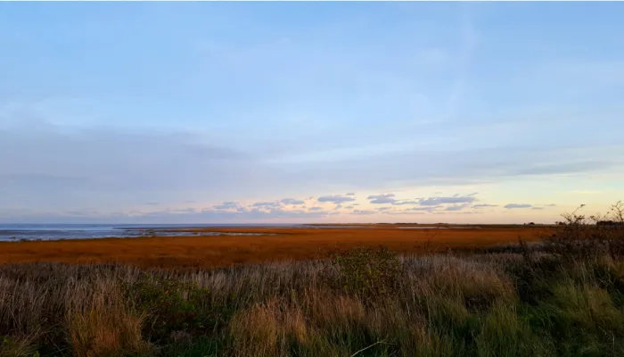 Sandwich Saltmarsh landscape image, reeds in the foreground and saltmarsh followed by few clouds in a blue sky 