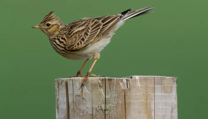 Skylark perching on a wooden post with a green background by John Bridges