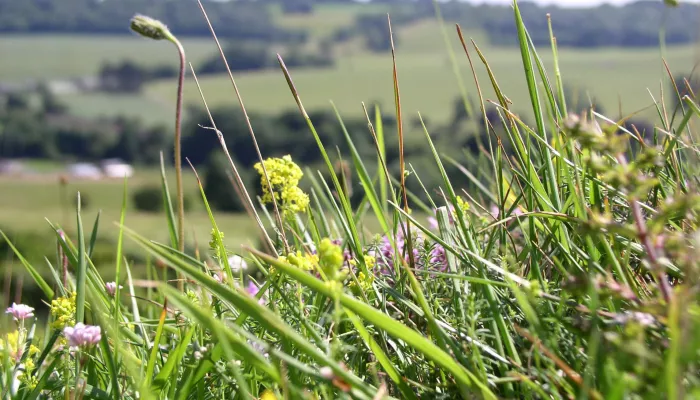 Chalk grassland picture showing close up of grass and flowers within the grassland and a typical english countryside is faded out in the background