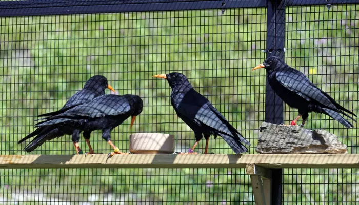 Chough aviary