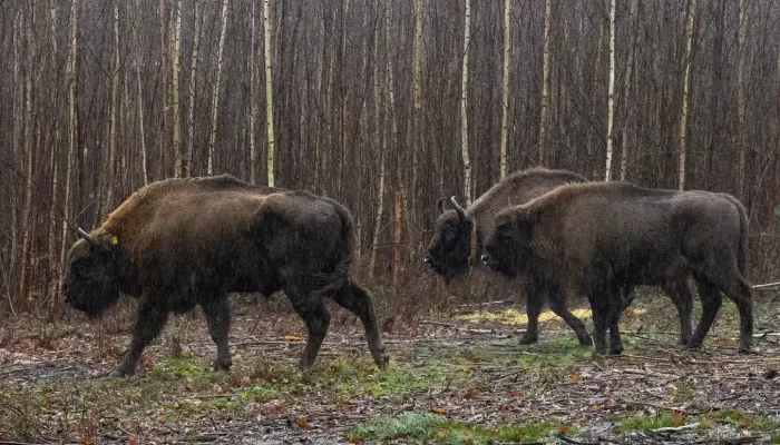 Three bison walking through the woodland at Blean.