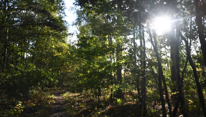 West Blean and Thorndon Woods with sun shining through the trees