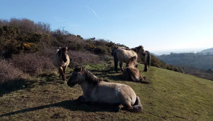 Konik ponies on Dover Downlands