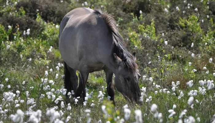Konik pony in cotton grass at Hothfield Heathlands