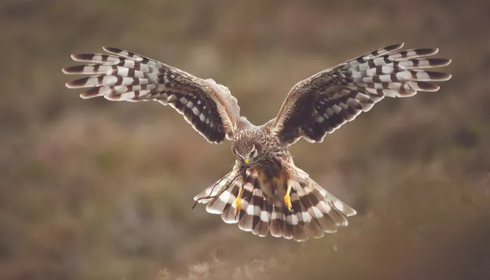 Hen harrier Circus cyaneus, adult female, Scotland, June