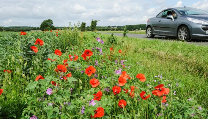 Common poppy (Papaver rhoeas) and common mallow (Malva sylvestris) growing on roadside verge. Kent, UK