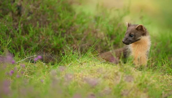 Pine marten (Martes martes), Black Isle, Scotland, UK. July 2010. 4-5 month old kit