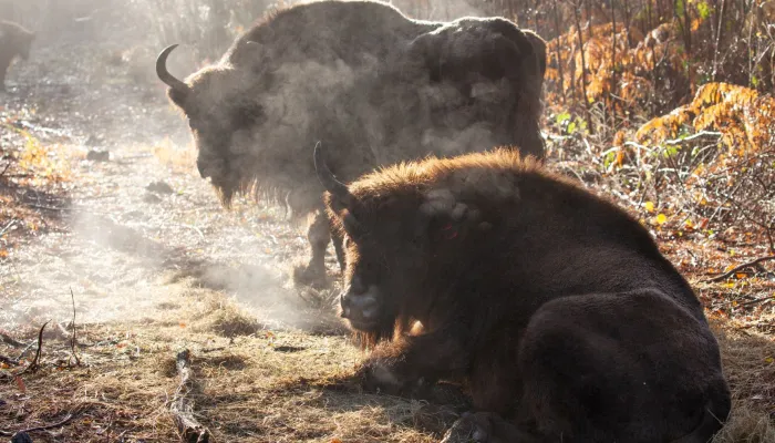 The bison in Wolf Wood, West Blean.