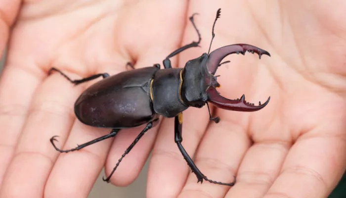 Stag Beetle in childs hand