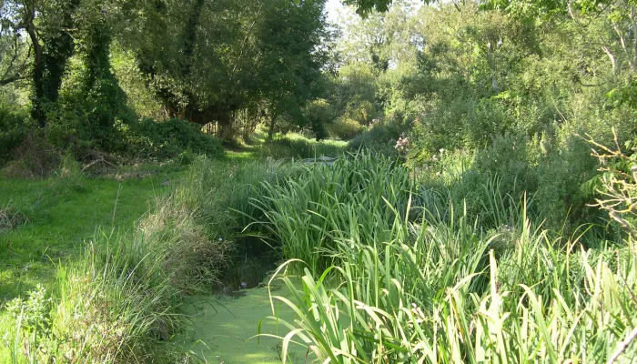 The stream and grassy banks at Ham Fen.