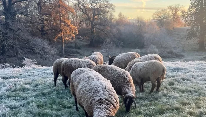 Manx sheep grazing in snow and frost.