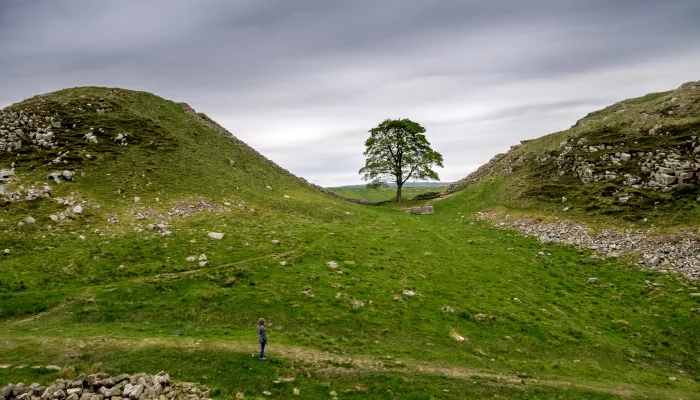 Sycamore gap