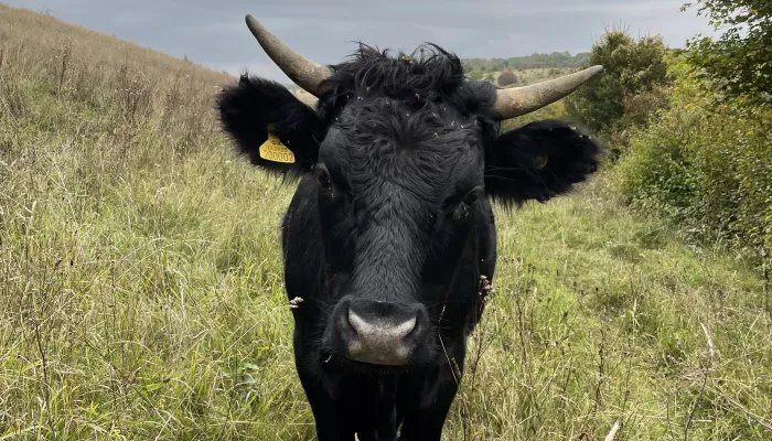 Dexter cattle looking at camera