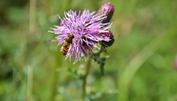 Marmalade hoverfly