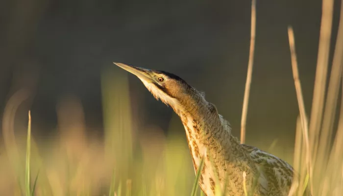 Bittern