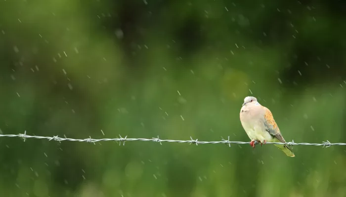 Turtle dove sitting on a barbed wire line in the rain with its chest puffed up for warmth