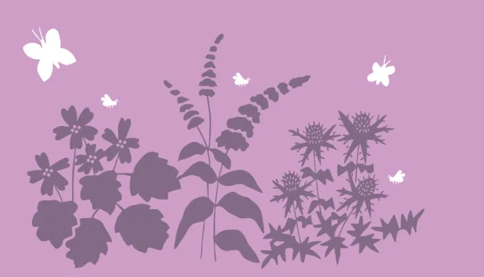 Plants for butterflies and bees illustration