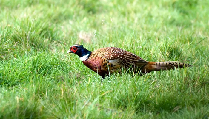 Pheasant skuttling through grassland with its head low to the ground