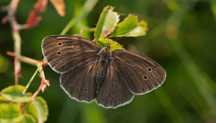 Ringlet butterfly ©Guy Edwardes/2020VISION