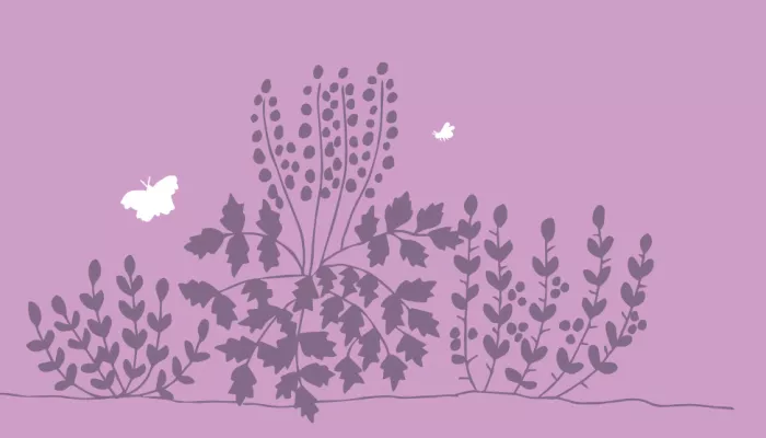 shrub garden illustration