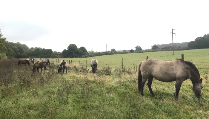 konik ponies in field grazing by gate