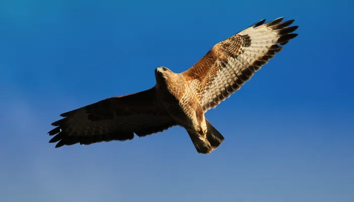 Buzzard soaring through the sky