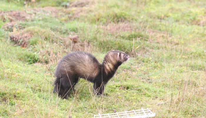 Polecat