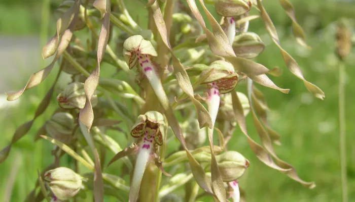 Lizard orchid at Lydden Hill Nature Reserve