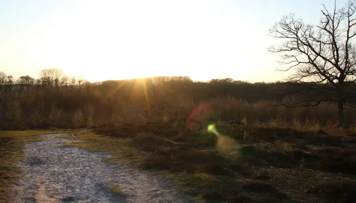 Hothfield Heathlands at sunset, with a light flare on the camera