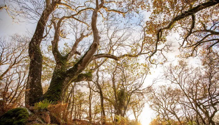 Ash tree and sunset