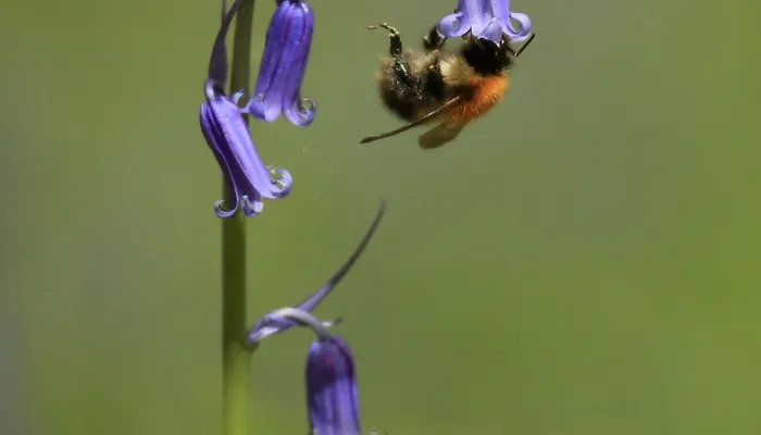 bumblebee on a bluebell