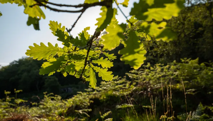 Oak leaf on branch