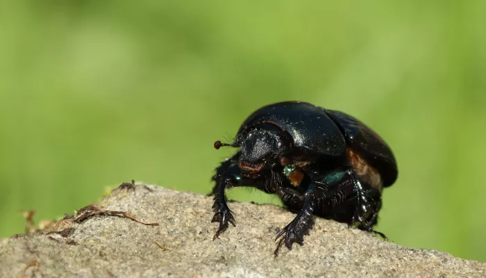 Common dumble dor dung beetle