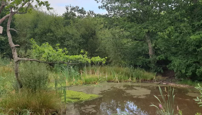 Cromers wood view of the pond and trees surrounding it