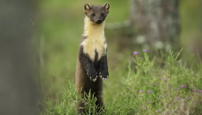 Pine marten standing up