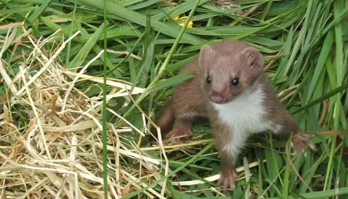 Weasal in a box close up