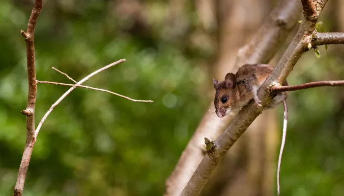 woodmouse facing down as it's perched on a branch