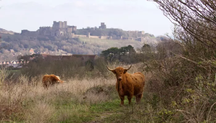 Highland Cow at Coombe Down with Dover Castle in background