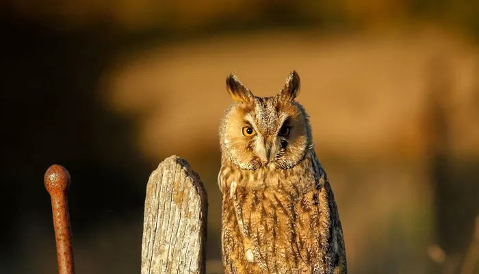 long-eared owl resting on a fence at dusk