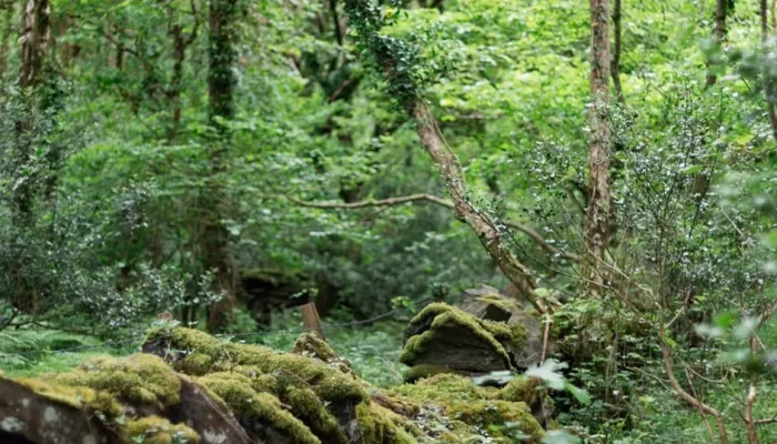 A mossy stone wall amongst ferns and trees