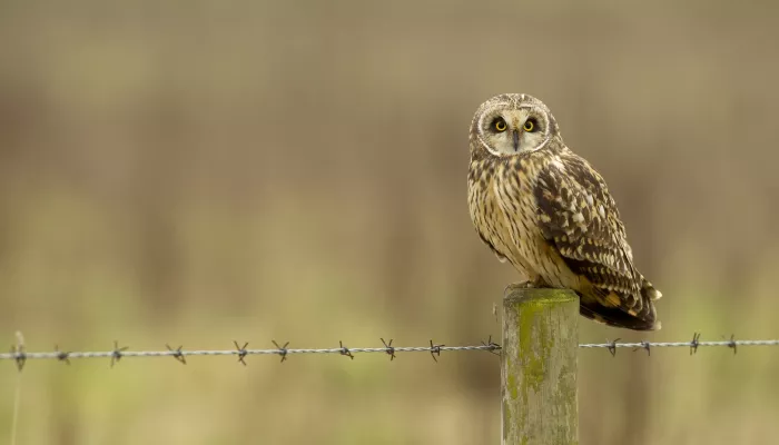 short-eared owl resting on a fence post