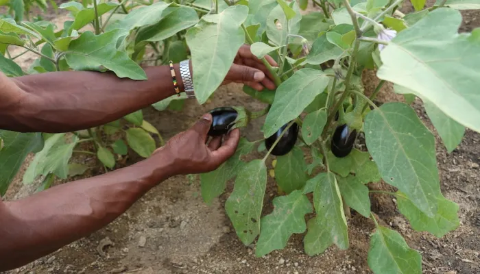 A person tending to aubergines in an urban garden.