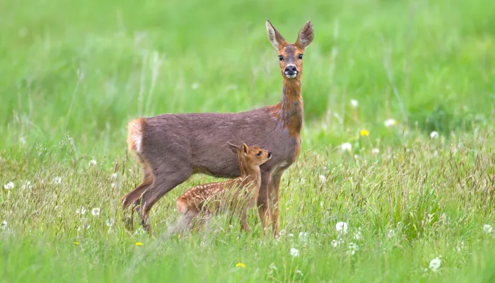 a family of deer in the grass