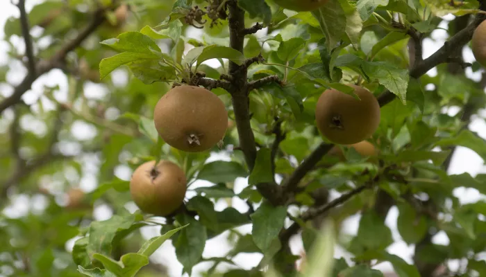 Three apples in a tree