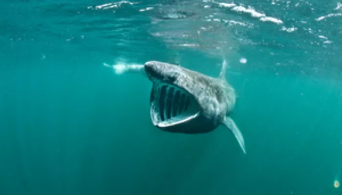 basking shark swimming in the ocean with its mouth wide open