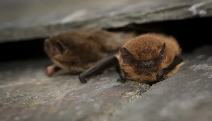 Two pipistrelle bats nestled under a slate tile.