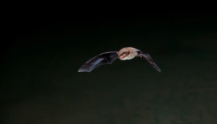 A Daubentons bat flying through the dark night sky.